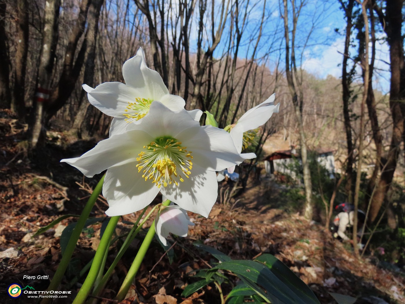 44 Helleborus niger (Ellebori) in piena fioritura.JPG